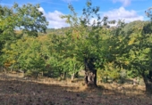 Rural estate for sale in Jabugo ref: TR405650 photo