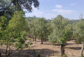 Moguer 23000&nbsp;m²