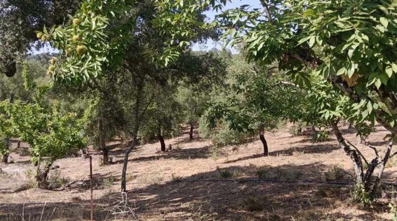 Huelva - Moguer - 23000m2