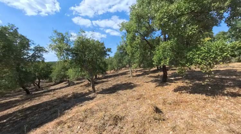 Huelva - Moguer - 23000m2