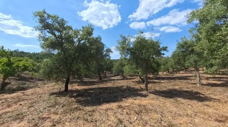 Huelva - Moguer - 23000m2