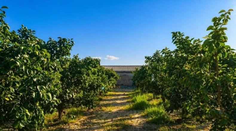Валенсия - Albaida - 33000m2
