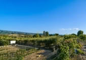 Casa de camp amb terreny en venda a la España, Albaida, ref.: TR323833 foto