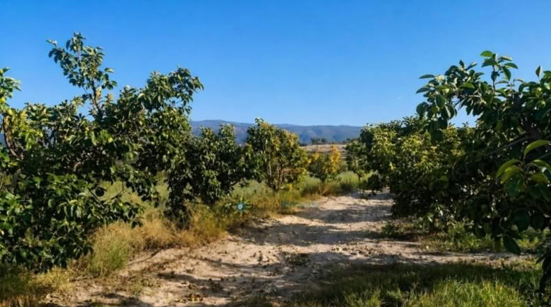 Валенсия - Albaida - 33000m2