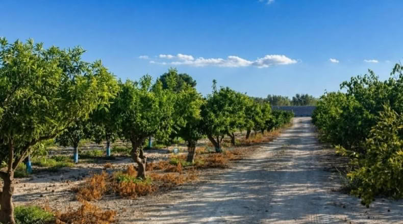 Валенсия - Albaida - 33000m2