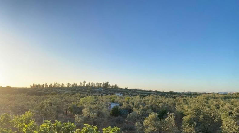 Sevilla - Bormujos - 11914m2