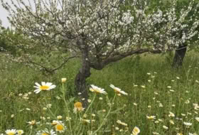 Foto 10