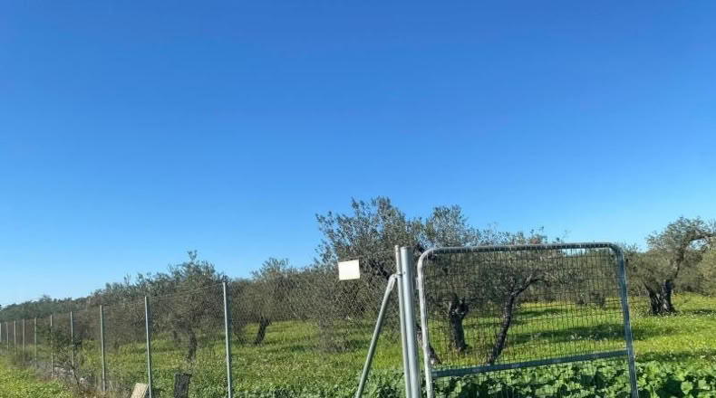 Sevilla - Bormujos - 11914m2