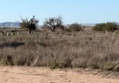 Sòl urbà en venda a la España, La Marina, ref.: TR388030 foto