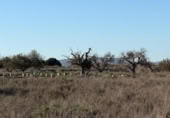 Sòl urbà en venda a la España, La Marina, ref.: TR388030 foto