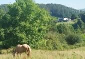 Non-developable land for sale on España, Oruña, ref: TR313126 photo
