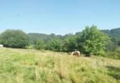 Non-developable land for sale on España, Oruña, ref: TR313126 photo