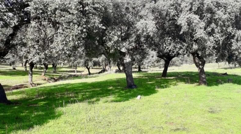 Córdoba - Фуэнте Овехуна - 257600m2