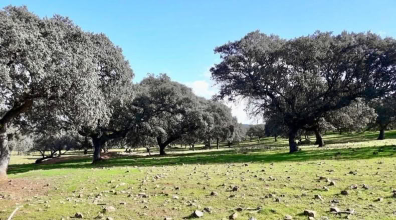 Córdoba - Фуэнте Овехуна - 257600m2