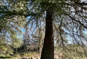 Cercedilla 1123&nbsp;m² 