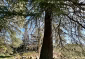Suelo urbano en venta en la España, Cercedilla, ref: TR221611 foto