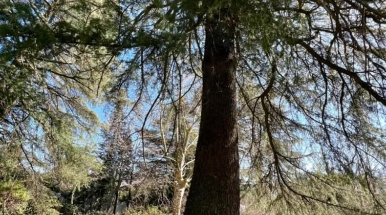 Comunidad de Madrid - Cercedilla - 1123m2