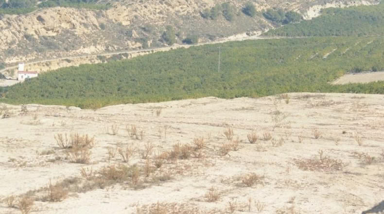 Alicante - Orihuela - 115000m2