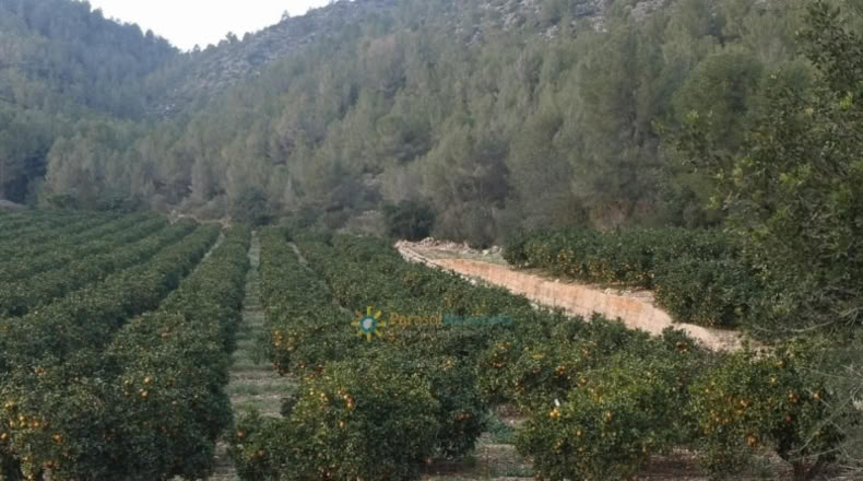 Alicante - Adsubia - 99264m2