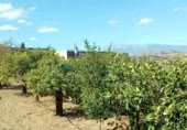 Casa de camp amb terreny en venda a la España, Coín, ref.: TR352599 foto