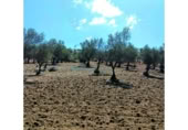 Casa de camp amb terreny en venda a la España, Coín, ref.: TR352599 foto