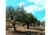 Casa de camp amb terreny en venda a la España, Coín, ref.: TR352599 foto
