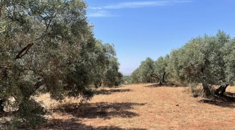 Malaga - Mollina - 142500m2