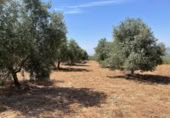 Terreno no urbanizable en venta en la España, Mollina, ref: TR320725 foto