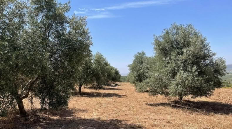 Malaga - Mollina - 142500m2