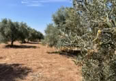 Terreno no urbanizable en venta en la España, Mollina, ref: TR320725 foto