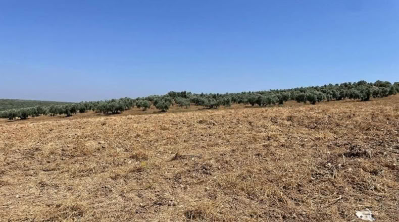 Malaga - Mollina - 142500m2