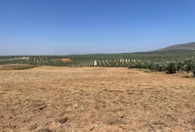Mollina 142500&nbsp;m² 