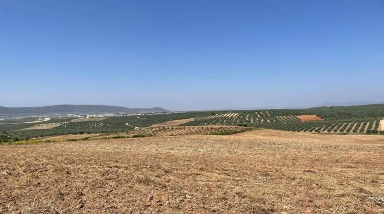 Malaga - Mollina - 142500m2