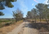 Non-developable land for sale on España, Orihuela, ref: TR280561 photo