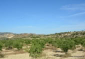 Non-developable land for sale on España, Orihuela, ref: TR280561 photo