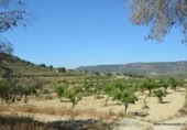 Non-developable land for sale on España, Orihuela, ref: TR280561 photo