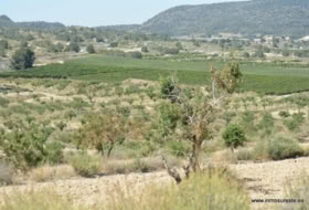 Orihuela 407000&nbsp;m²