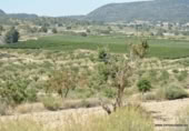 Non-developable land for sale on España, Orihuela, ref: TR280561 photo