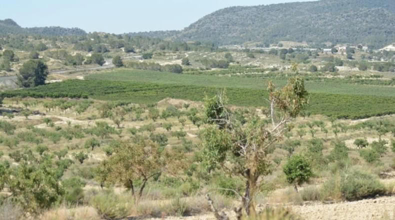 Аликанте - Orihuela - 407000m2