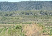 Non-developable land for sale on España, Orihuela, ref: TR280561 photo