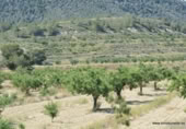 Non-developable land for sale on España, Orihuela, ref: TR280561 photo