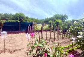 Foto 14