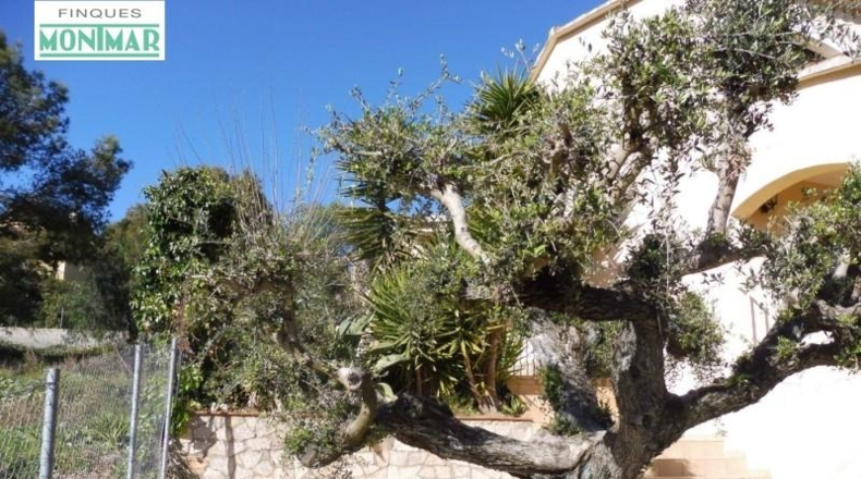 Barcelona - Olivella - 597m2