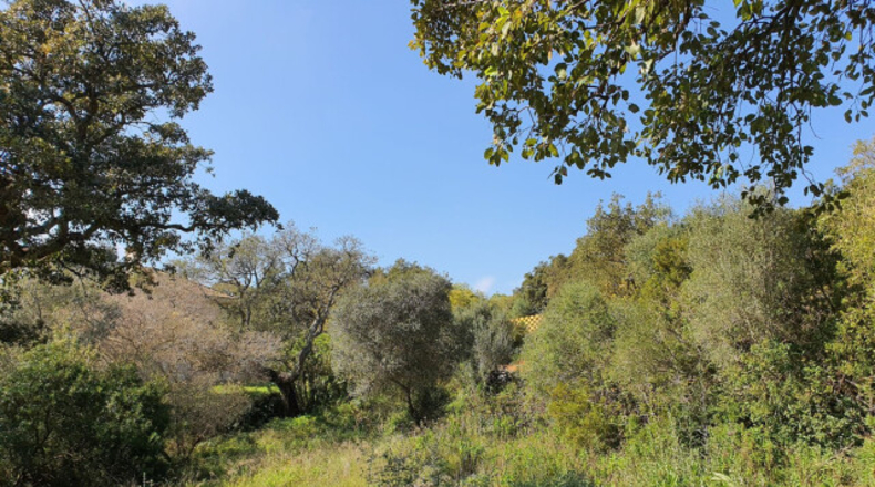 Cádiz - San Roque - 2100m2