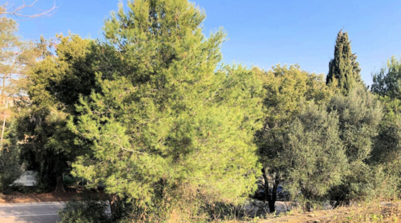 Cádiz - San Roque - 1m2