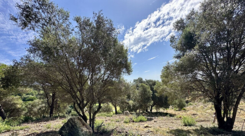 Cádiz - San Roque - 3455m2