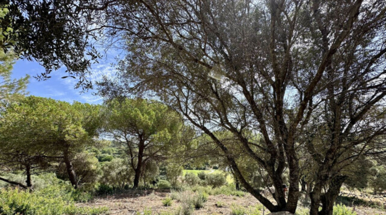 Cádiz - San Roque - 3455m2