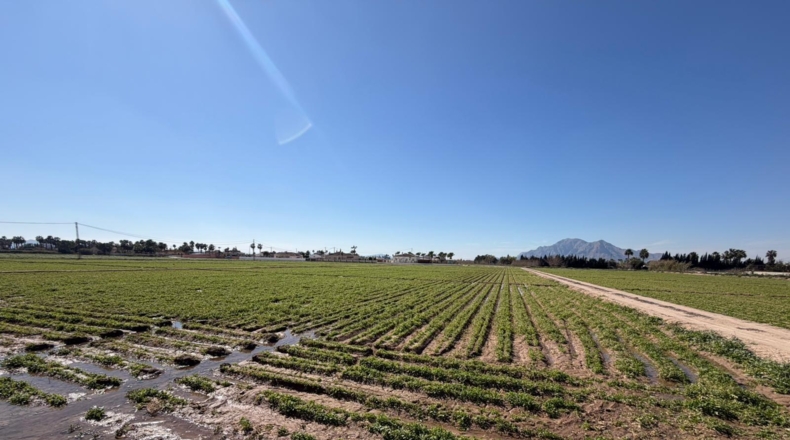 Alicante - Catral - 10000m2