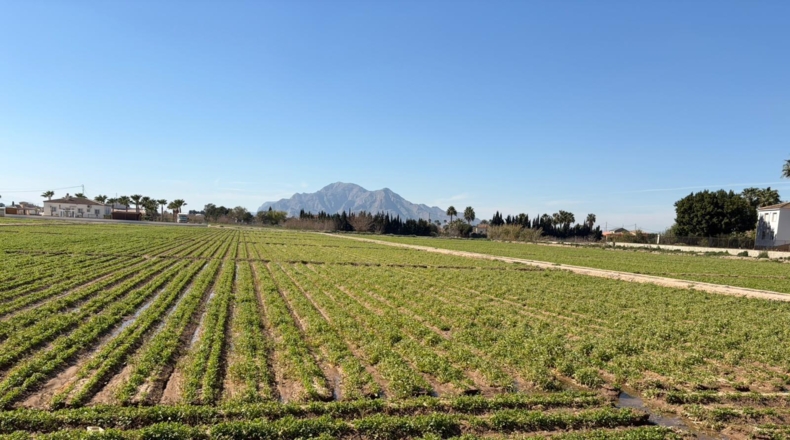 Alicante - Catral - 10000m2