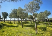 Non-developable land for rent on España, Leganés, ref: TR319373 photo